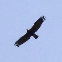 Spanish Imperial Eagle  - Aquila adalberti © John Muddeman